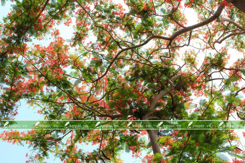 TRANH PHONG CẢNH 3D 231